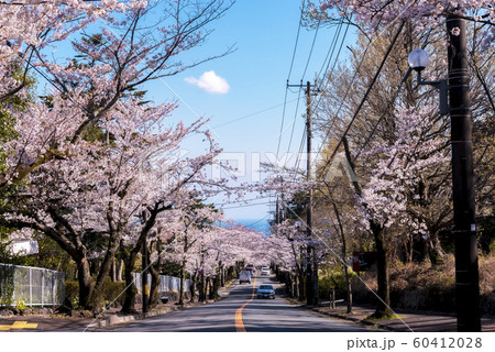 桜の木のトンネル 静岡県伊東市八幡野 桜の木のトンネル 静岡県伊東市八幡野 60412028