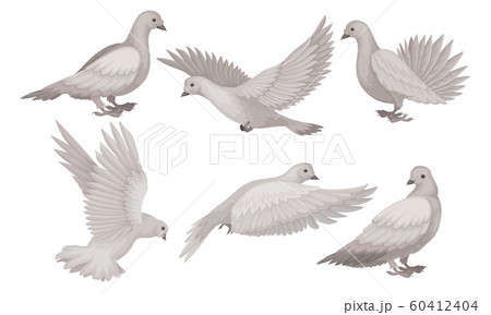 Beautiful Pigeons Collection, White Dove in Different Poses, Symbol of Peace, Faith and Love Vector Illustration Beautiful Pigeons Collection, White Dove in Different Poses, Symbol of Peace, Faith and Love Vector Illustration 60412404