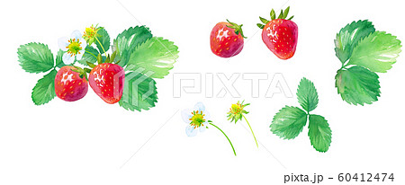 いちごの水彩イラスト 花 葉 果実のパーツセットのイラスト素材