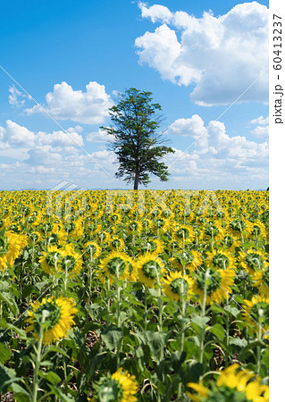 Full bloom sunflower field in travel holidays Full bloom sunflower field in travel holidays 60413237