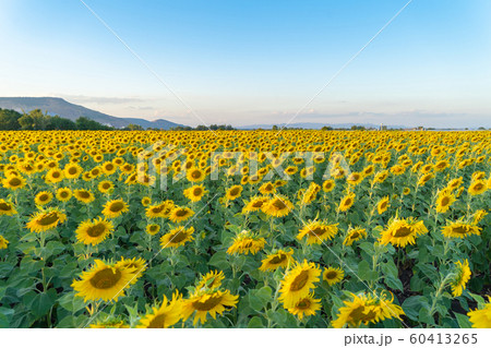 Full bloom sunflower field in travel holidays 60413265