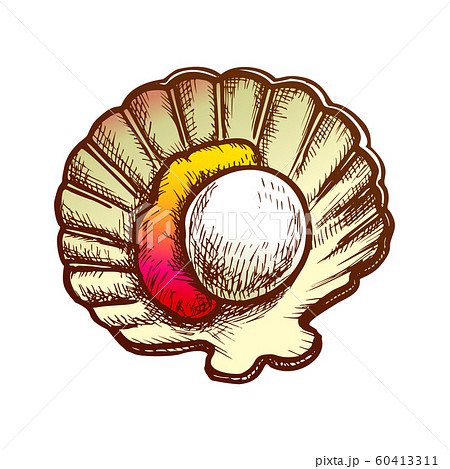 Scallop Meat In Shell Seafood Color Vector 60413311
