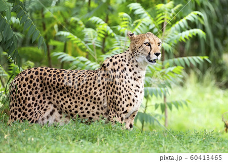 Cheetah in a clearing a portrait Cheetah in a clearing a portrait 60413465