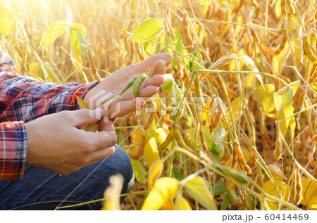 Harvest ready soy pods in farmer hands on field 60414469