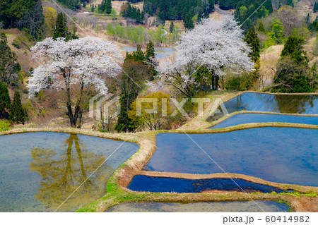 新潟　峠の桜 60414982