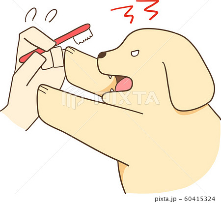 ゴールデンレトリバーの子犬 歯磨きを嫌がる のイラスト素材