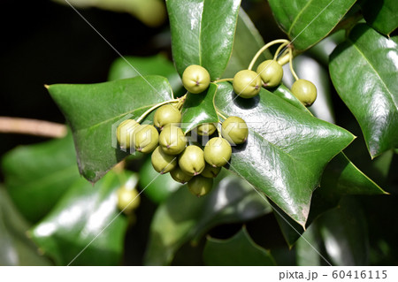 ヒイラギモチの赤くなる前の実 ヒイラギモチの赤くなる前の実 60416115