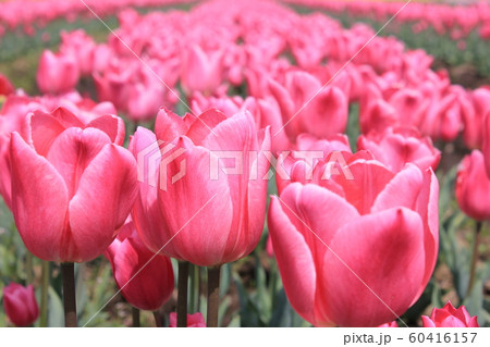 ~チューリップ~ ◦◦◦◦ Pink tulips ◦◦◦◦ ~チューリップ~ ◦◦◦◦ Pink tulips ◦◦◦◦ 60416157