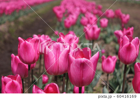 ～チューリップ～　　◦◦◦◦ Pink tulips ◦◦◦◦ 60416169