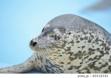 ゴマフアザラシ ゴマフアザラシ 60416593
