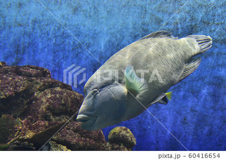 ナポレオンフィッシュ（メガネモチノウオ） 60416654