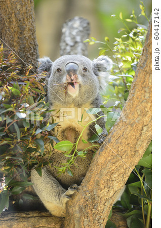 ユーカリの葉を食べるコアラの写真素材
