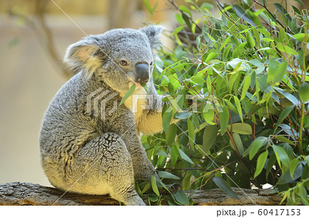 ユーカリの葉を食べるコアラの写真素材