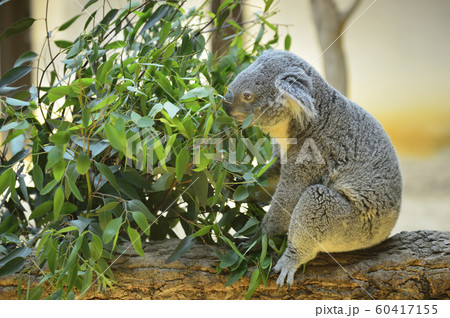 ユーカリの葉を食べるコアラの写真素材