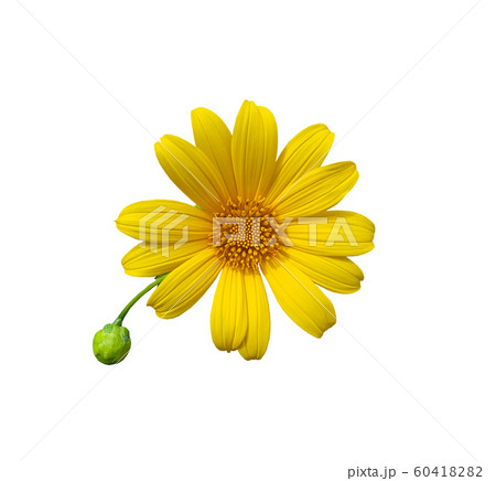 Mexican sunflower or tithonia diversifolia with Mexican sunflower or tithonia diversifolia with 60418282
