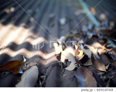 brown dried tropical leaves falling on old aged weathered rusty galvanized corrugated iron sheet roof for poor and sad mood  60418508