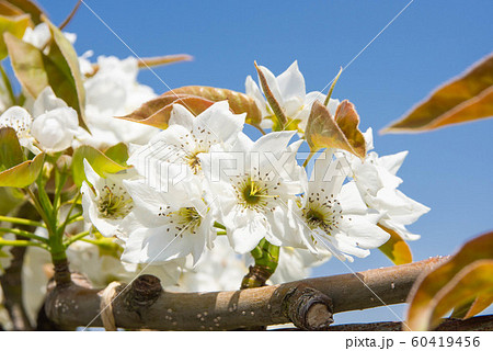 梨の花 梨の花 60419456