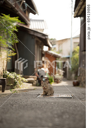 路地裏の子ネコの写真素材