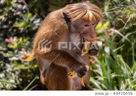 Red-haired monkey with a funny hairstyle eats a banana Red-haired monkey with a funny hairstyle eats a banana 60420056