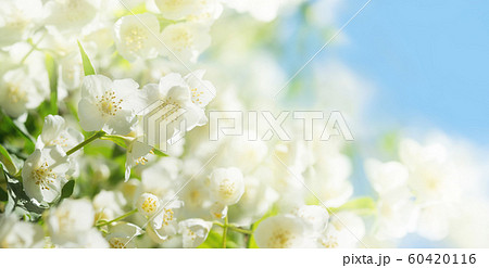 jasmine flowers in a garden 60420116