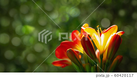 orange clivia flowers or natal lily on green 60420117