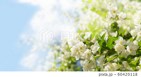 jasmine flowers in a garden jasmine flowers in a garden 60420118