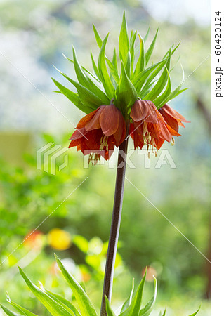 blooming orange crown imperial flower or blooming orange crown imperial flower or 60420124