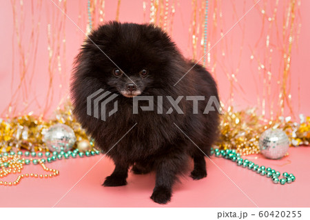 Black Pomeranian puppy and Christmas 60420255