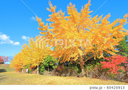 【香川県】 四国霊場 第81番札所 「白峯寺の紅葉」 【香川県】 四国霊場 第81番札所 「白峯寺の紅葉」 60420913