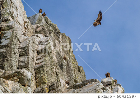 Griffon vultures, Gyps fulvus in Monfrague 60421597