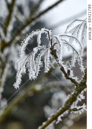 Icy Frosted Branches Icy Frosted Branches 60421789