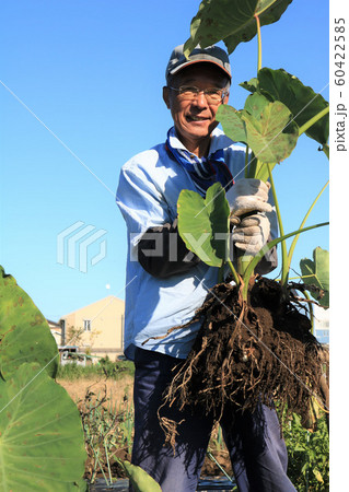 里芋を収穫する男性 60422585