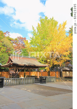 【香川県】 金刀比羅宮 「黄葉、紅葉」 60423395