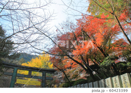 【香川県】 金刀比羅宮 「黄葉、紅葉」 【香川県】 金刀比羅宮 「黄葉、紅葉」 60423399