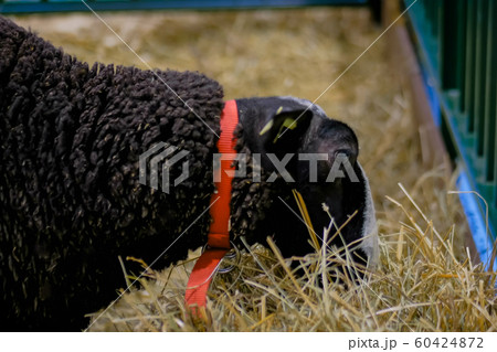 Black fluffy sheep eating hay at agricultural animal exhibition - close up Black fluffy sheep eating hay at agricultural animal exhibition - close up 60424872