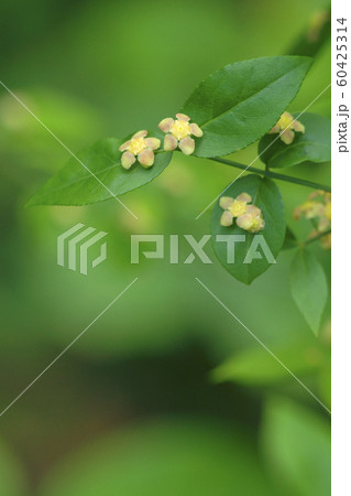 ツリバナ ツリバナ 60425314