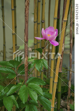 芍薬  60425320