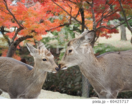 鹿の親子 60425717