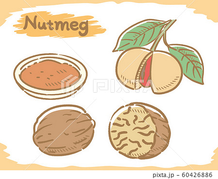 ナツメグの素材のイラスト素材