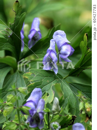 綺麗な花には毒があるの写真素材