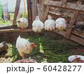 Chicken on the farm 60428277