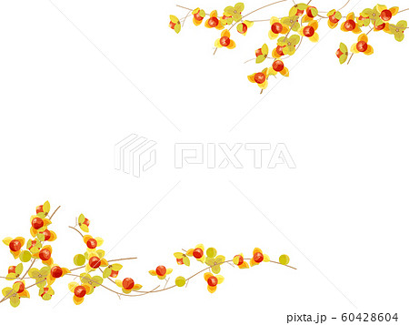 ツルウメモドキ 60428604