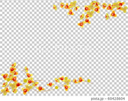 ツルウメモドキ 60428604