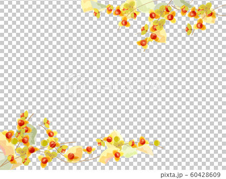 ツルウメモドキ ツルウメモドキ 60428609