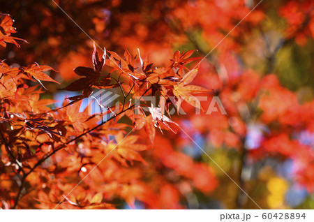 紅葉を見上げる 紅葉を見上げる 60428894
