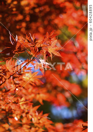 紅葉を見上げる 紅葉を見上げる 60428895
