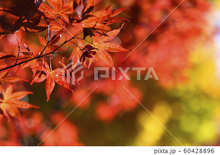 紅葉を見上げる 紅葉を見上げる 60428896