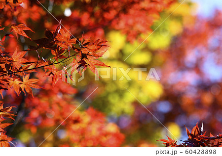 紅葉を見上げる 紅葉を見上げる 60428898