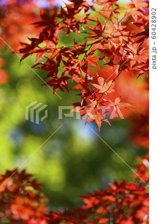 紅葉を見上げる(グリーンバック) 紅葉を見上げる(グリーンバック) 60428902