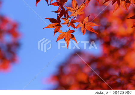 紅葉を見上げる(空バック) 紅葉を見上げる(空バック) 60428906
